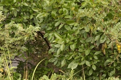 Searsia divaricata