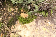 Selaginella caffrorum