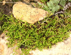 Selaginella caffrorum