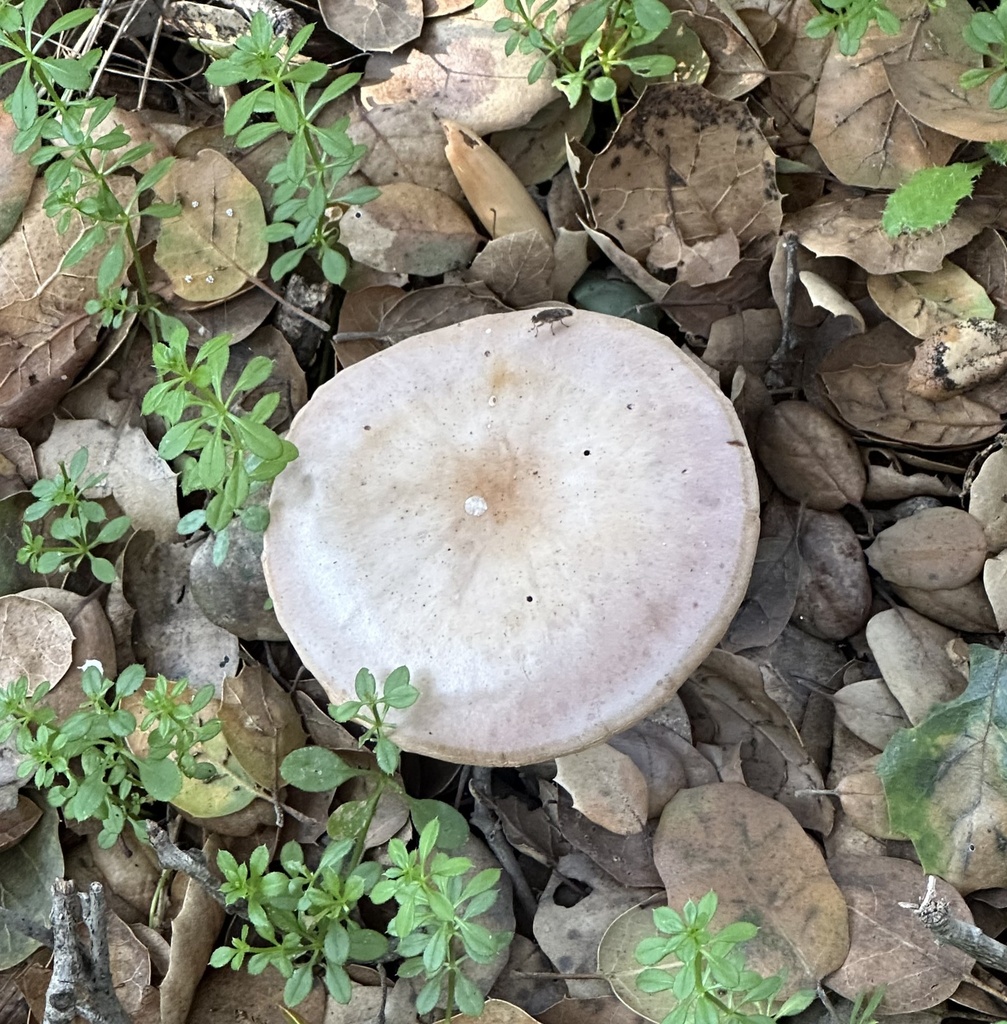 Collybia nuda · February 2026 · photo: © irinamitine (iNaturalist, cc-by)