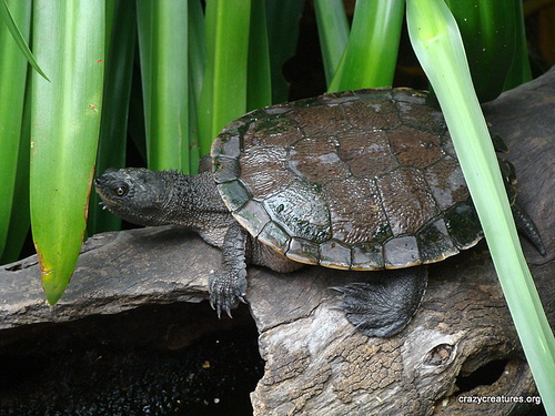 Eastern Saw-shelled Turtle (tamborine Mountain Eco-zone - Animal 