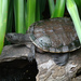 Australian Saw-shelled Turtles - Photo (c) Laurens, some rights reserved (CC BY-ND)