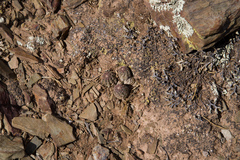 Aylostera pygmaea