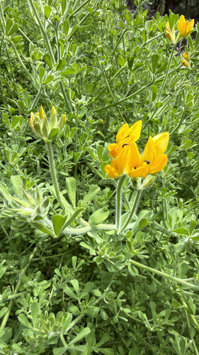 Lotus campylocladus