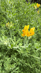 Lotus campylocladus