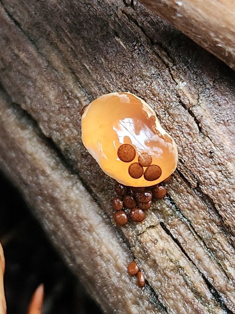 Nidularia deformis · February 2026 · photo: © lytiic (iNaturalist, cc-by-nc)