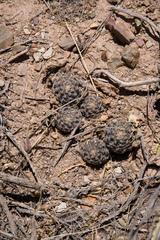 Aylostera pygmaea