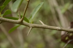 Maclura spinosa