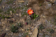 Aylostera pygmaea