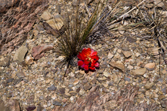 Aylostera pygmaea