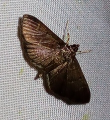 Bacotoma illatalis