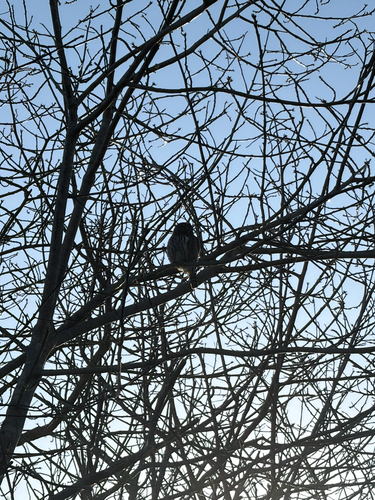 Northern Pygmy Owl (Glaucidium gnoma), photo 5