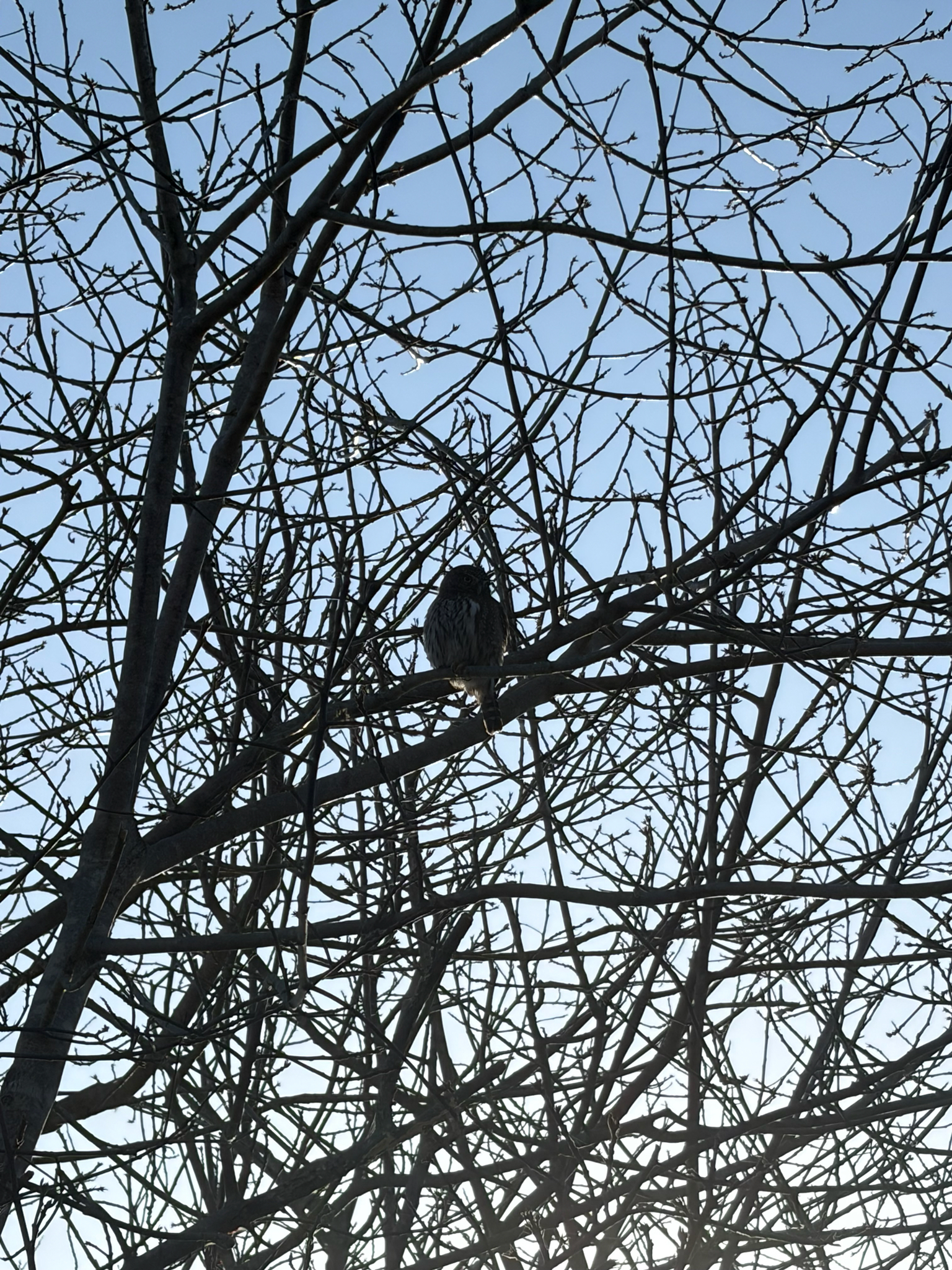 Northern Pygmy Owl (Glaucidium gnoma), photo 5