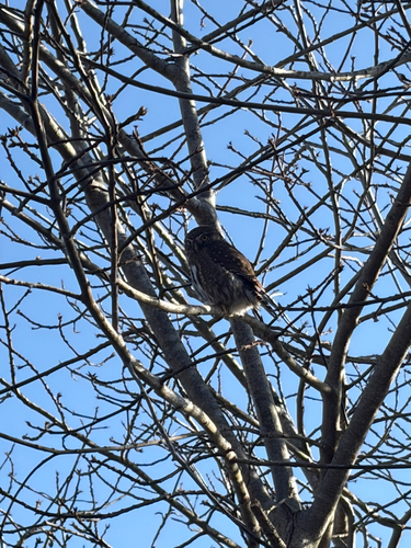 Northern Pygmy Owl (Glaucidium gnoma), photo 4