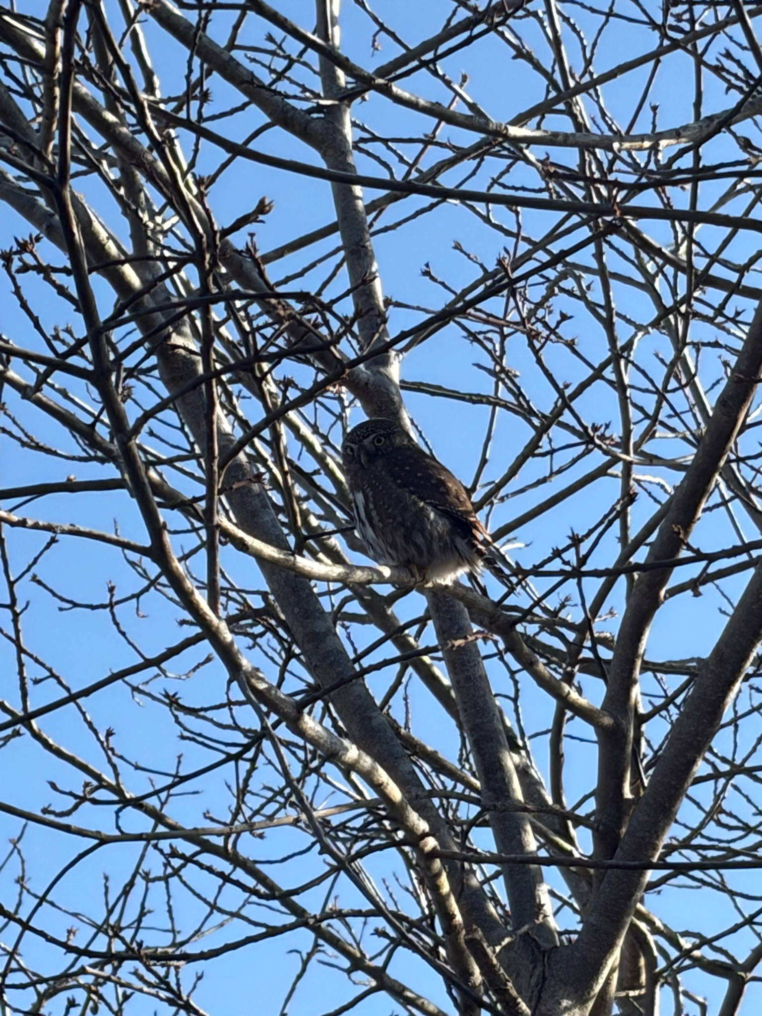 Northern Pygmy Owl (Glaucidium gnoma), photo 4