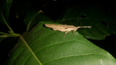 Desmoptera truncatipennis