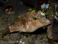 Canthigaster compressa
