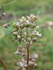 Erysiphe aquilegiae