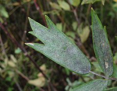 Erysiphe aquilegiae