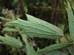 Erysiphe aquilegiae