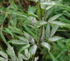 Erysiphe aquilegiae