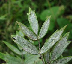 Erysiphe aquilegiae