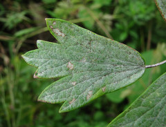 Erysiphe aquilegiae