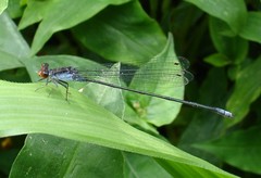 Pseudagrion pruinosum