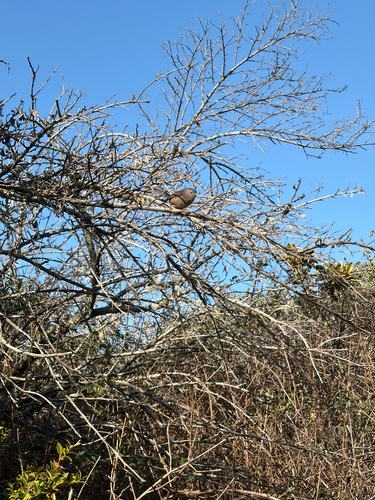 Wrentit (Chamaea fasciata), photo 4