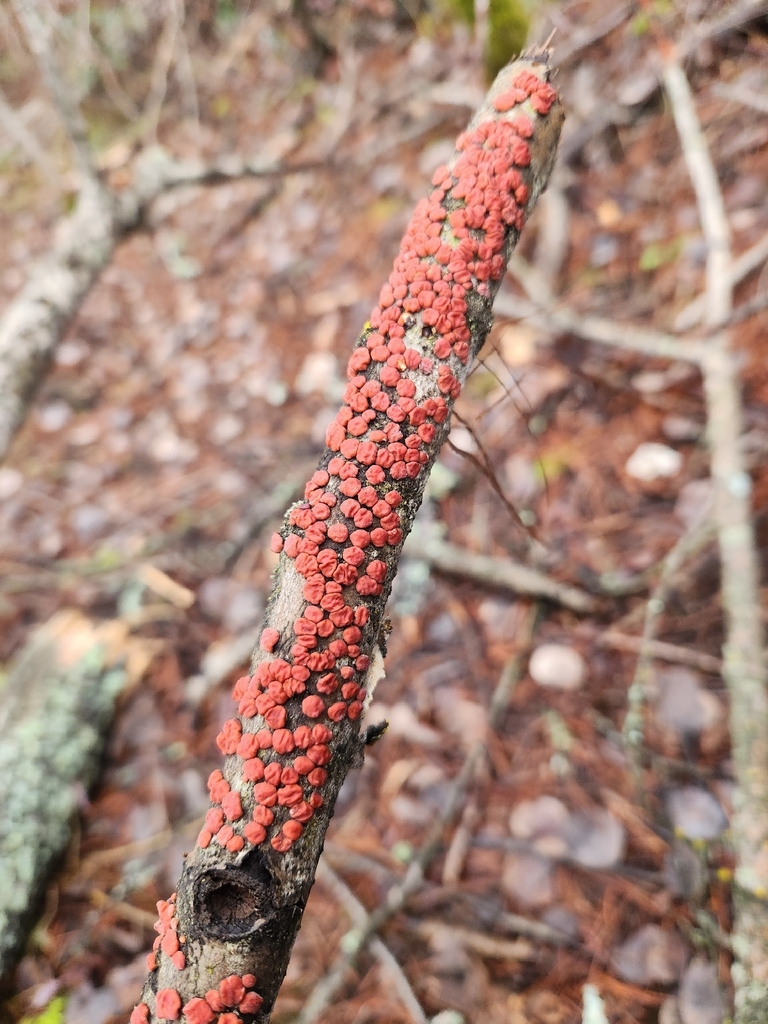 Peniophora rufa · February 2026 · photo: © lytiic (iNaturalist, cc-by-nc)