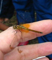 Trithemis aurora