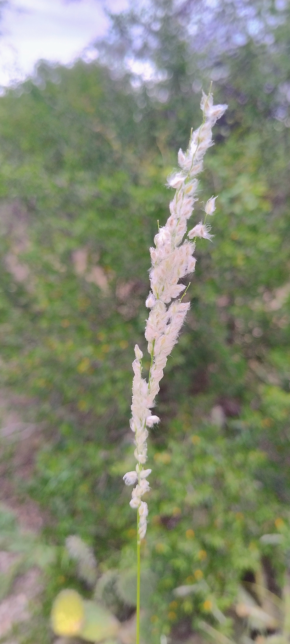 Digitaria sacchariflora