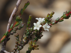Euchaetis elsieae