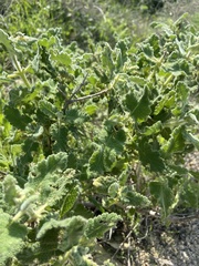 Salvia dominica