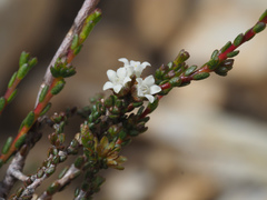 Euchaetis elsieae