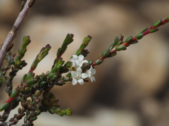 Euchaetis elsieae