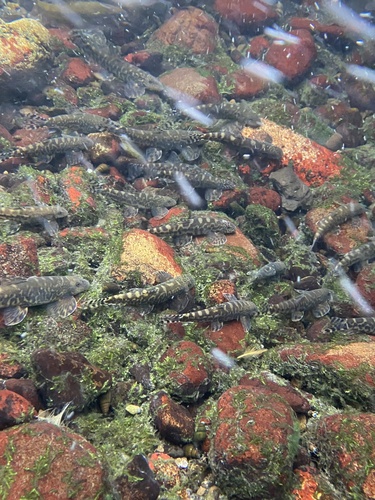 Lake hillstream loach (Formosania lacustre) — Balitoridae — 4
