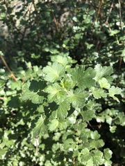 Ribes quercetorum