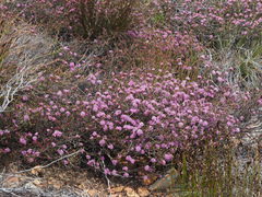 Agathosma marlothii