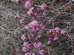 Agathosma marlothii