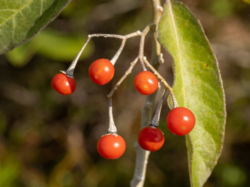 Solanum donianum, photograph 5