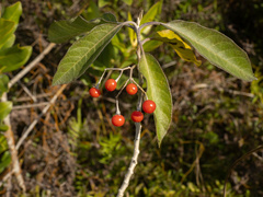 (c) Turner Brockman, some rights reserved (CC BY-SA) Solanum donianum, photograph (c) Turner Brockman, some rights reserved (CC BY-SA)