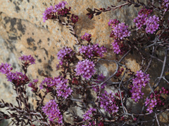 Agathosma marlothii