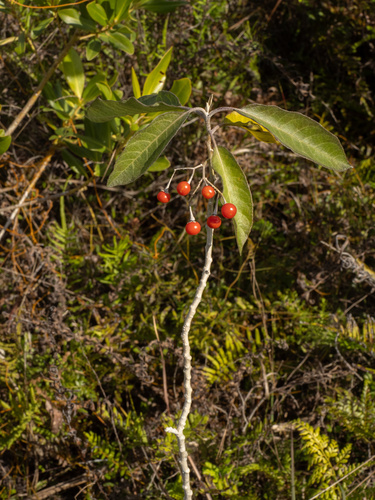 Solanum donianum, photograph 6