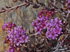 Agathosma marlothii