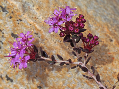 Agathosma marlothii