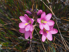 Ixia latifolia