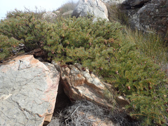 Protea witzenbergiana