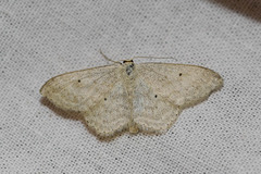 Scopula incanata