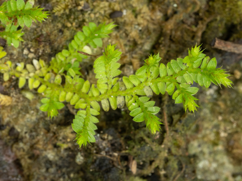 Eaton's Spikemoss (Selaginella eatonii)